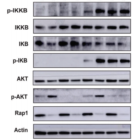 Western blot 檢測(cè)